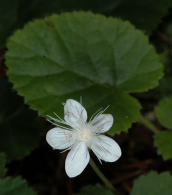 image of Dalibarda repens, Robin-runaway, Star-violet, Dewdrop