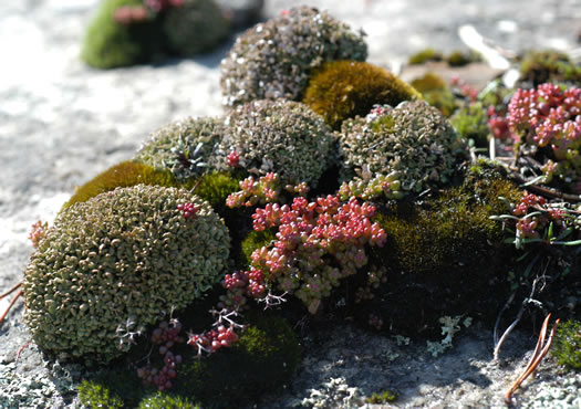 image of Diamorpha smallii, Elf-orpine