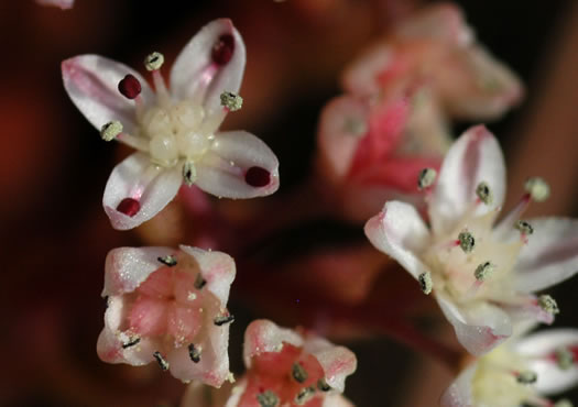 Diamorpha smallii, Elf-orpine