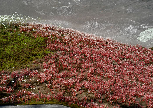 Elf-orpine (Diamorpha smallii)