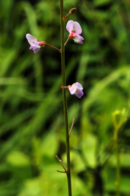 image of Desmodium tenuifolium, Slimleaf Tick-trefoil, Savanna Slender Tick-trefoil