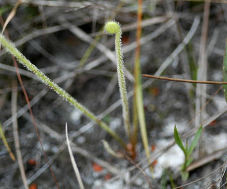 image of Drosera tracyi, Tracy's Sundew