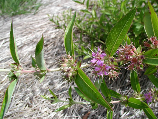 image of Decodon verticillatus, Water-oleander, Water-willow, Swamp Loosestrife, Peatweed