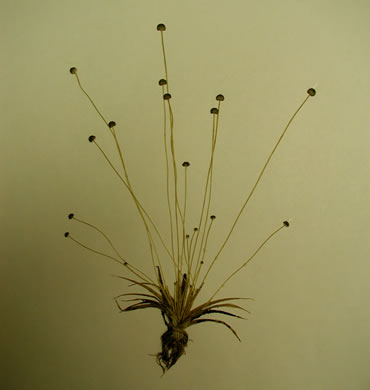 image of Eriocaulon ravenelii, Ravenel's Pipewort