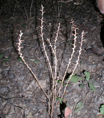 image of Epifagus virginiana, Beechdrops