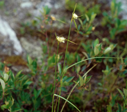 image of Eriophorum virginicum, Tawny Cottongrass, Tawny Cottonsedge, Cat's-paw