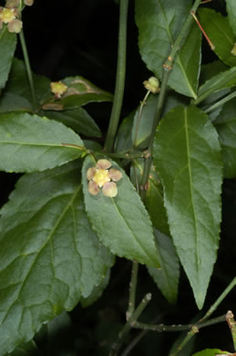 image of Euonymus americanus, Hearts-a-bustin', Strawberry-bush