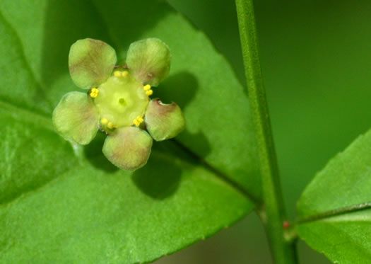 image of Euonymus americanus, Hearts-a-bustin', Strawberry-bush