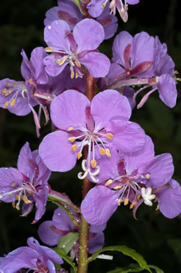 image of Chamaenerion angustifolium ssp. circumvagum, Great Willowherb, Fireweed