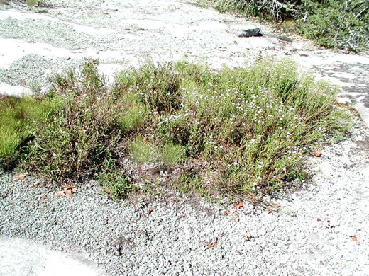 image of Eurybia avita, Alexander's Rock Aster