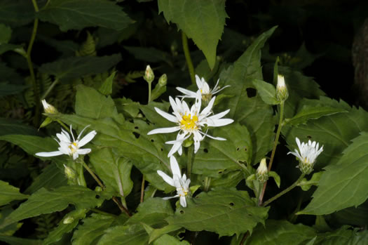 image of Eurybia chlorolepis, Blue Ridge White Heart-leaved Aster, Mountain Wood-aster