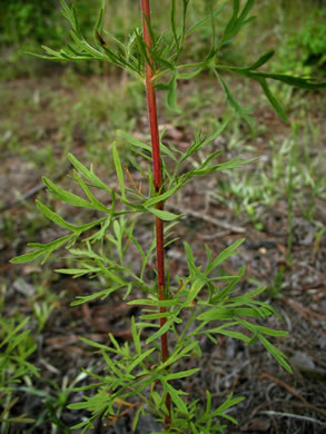 image of Eupatorium compositifolium, Coastal Dog-fennel, Yankeeweed