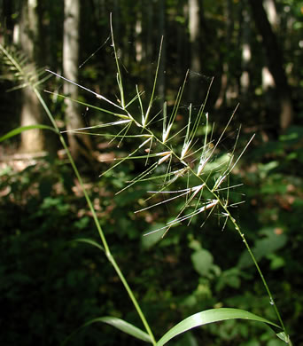 Elymus hystrix var. hystrix, Common Bottlebrush Grass, Eastern Bottlebrush-grass