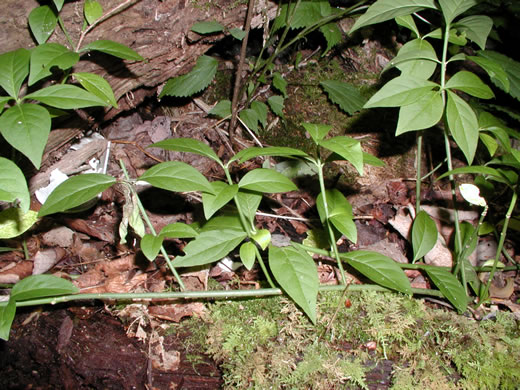 image of Euonymus obovatus, Running Strawberry-bush, Trailing Strawberry-bush, Trailing Wahoo