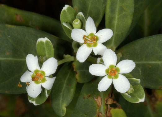 image of Euphorbia pubentissima, False Flowering Spurge, Southeastern Flowering Spurge, Southern Flowering Spurge