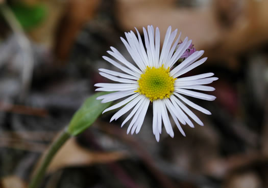 image of Erigeron pulchellus var. pulchellus, Robin's Plantain