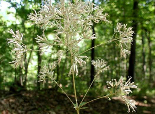 image of Eutrochium purpureum var. purpureum, Purple-node Joe-pye-weed, Sweet Joe-pye-weed