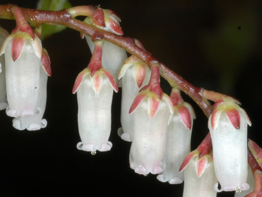 image of Eubotrys recurvus, Mountain Sweetbells, Mountain Fetterbush, Deciduous Fetterbush