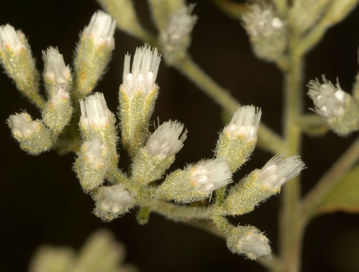 image of Eupatorium recurvans, Recurved Thoroughwort, Recurved Eupatorium