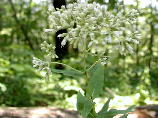 image of Eupatorium sessilifolium var. brittonianum, Britton's Upland Boneset, Britton's Eupatorium