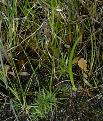 image of Eriocaulon texense, Texas Hatpins, Texas Pipewort