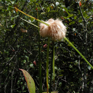 image of Eriophorum virginicum, Tawny Cottongrass, Tawny Cottonsedge, Cat's-paw