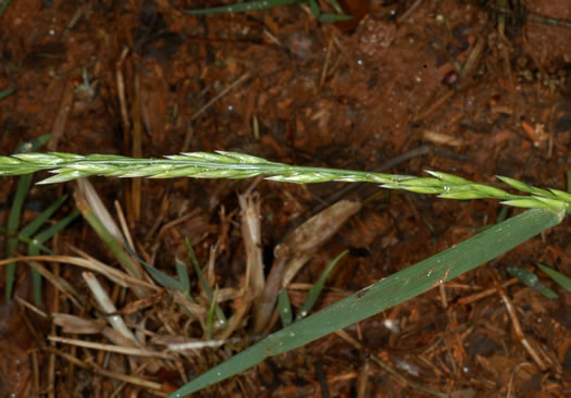 image of Lolium arundinaceum, Tall Fescue, Alta Fescue