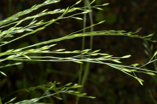 image of Festuca subverticillata, Nodding Fescue