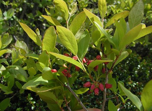 image of Gaylussacia baccata, Black Huckleberry, Crackleberry