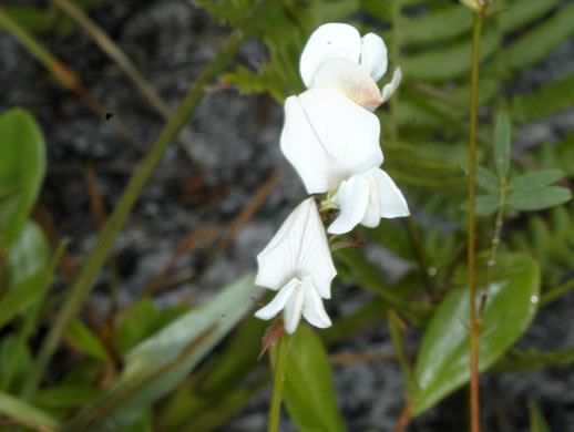 image of Galactia elliottii, Elliott's Milkpea