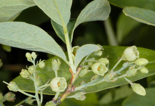 image of Gaylussacia frondosa, Dangleberry