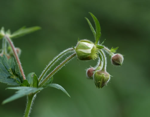 image of Geum geniculatum, Bent Avens