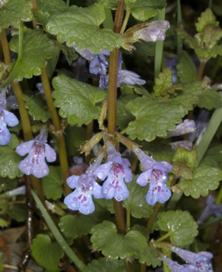 image of Glechoma hederacea, Ground Ivy, Gill-over-the-ground, Creeping Charlie