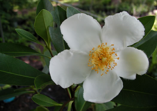 image of Gordonia lasianthus, Loblolly Bay, Gordonia