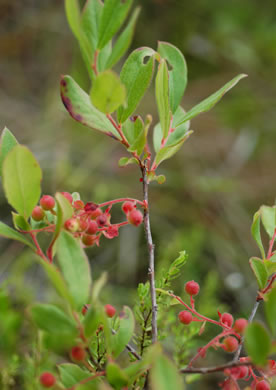 image of Gaylussacia mosieri, Mosier's Huckleberry, Hirsute Huckleberry