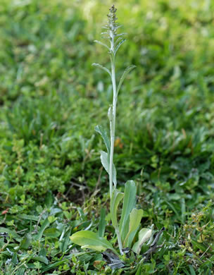 image of Gamochaeta pensylvanica, Wandering Cudweed, Pennsylvania Everlasting