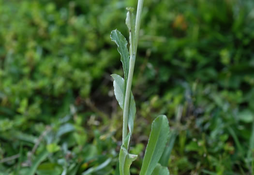 image of Gamochaeta pensylvanica, Wandering Cudweed, Pennsylvania Everlasting