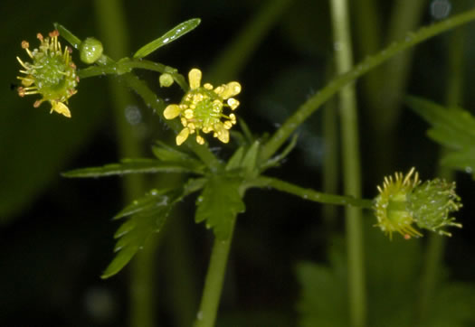 image of Geum vernum, Spring Avens, Heartleaf Avens