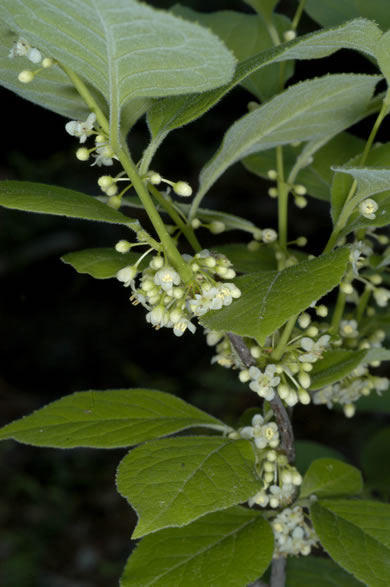 image of Ilex ambigua, Carolina Holly