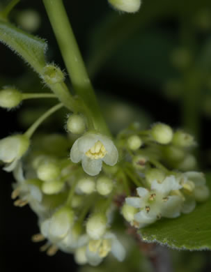 image of Ilex ambigua, Carolina Holly