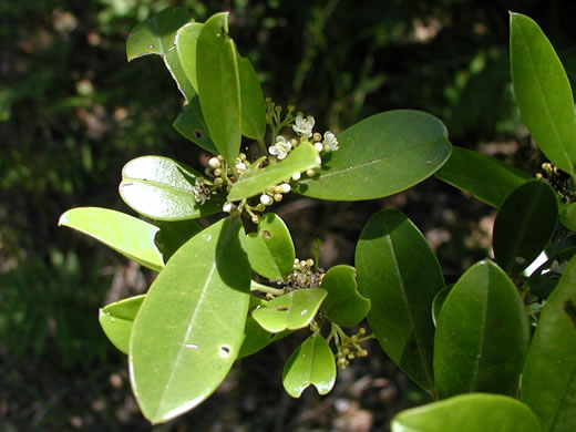 image of Ilex cassine, Dahoon, Cassena, Dahoon Holly