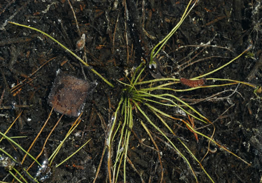 image of Isoetes melanopoda ssp. silvatica, Eastern Blackfoot Quillwort