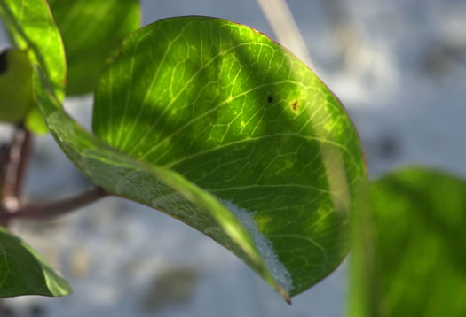 image of Ipomoea brasiliensis, Railroad Vine, Bay Hops, Bay Winders, Goat's-foot