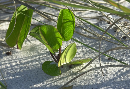 image of Ipomoea brasiliensis, Railroad Vine, Bay Hops, Bay Winders, Goat's-foot