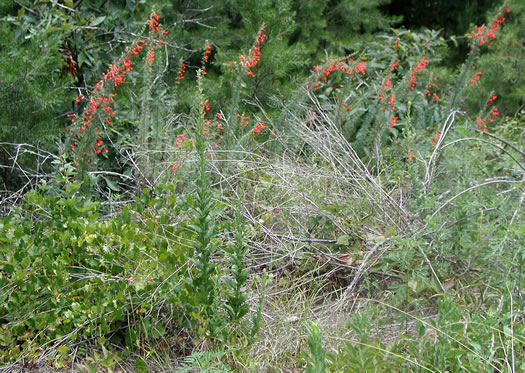 image of Ipomopsis rubra, Standing-cypress, Spanish-larkspur