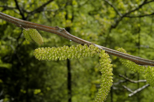 image of Juglans cinerea, Butternut, White Walnut