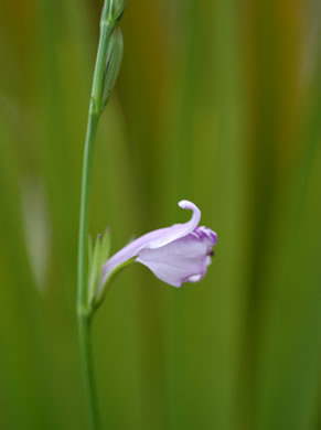 image of Justicia crassifolia, thickleaf water-willow