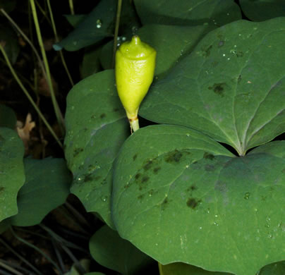 image of Jeffersonia diphylla, Twinleaf