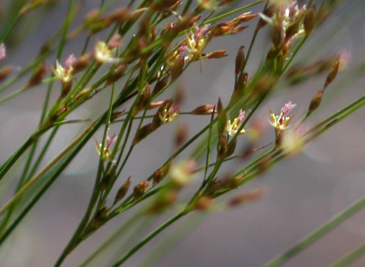 image of Juncus georgianus, Georgia Rush, Flatrock Rush