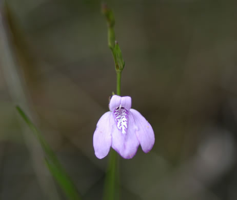 image of Justicia angusta, Pineland Water-willow, Narrowleaf Water-willow